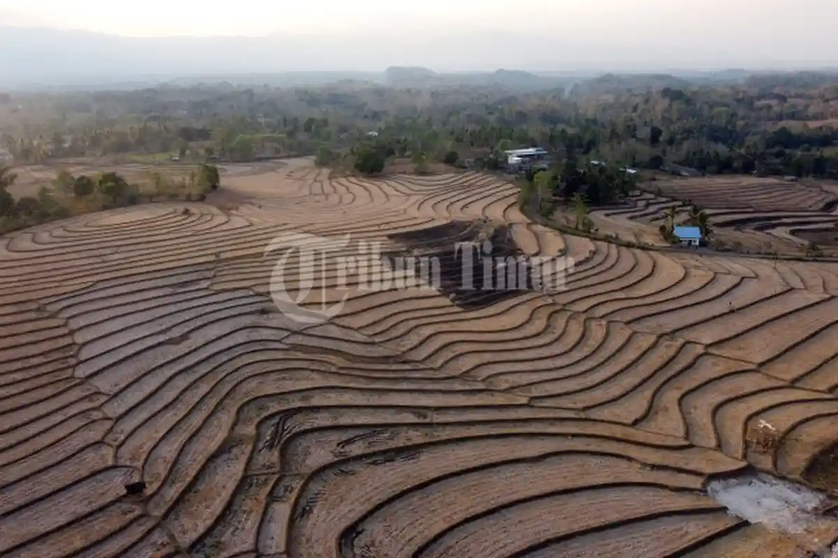 Kekeringan Ekstrem Menghantui Sawah di Desa Mappesangka, Kabupaten Bone - sawah-kekeringan-bone7.jpg