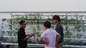Ahmad-Hamdani-merawat-tanaman-hidroponiknya-yang-bisa-menghasilkan-uang.jpg
