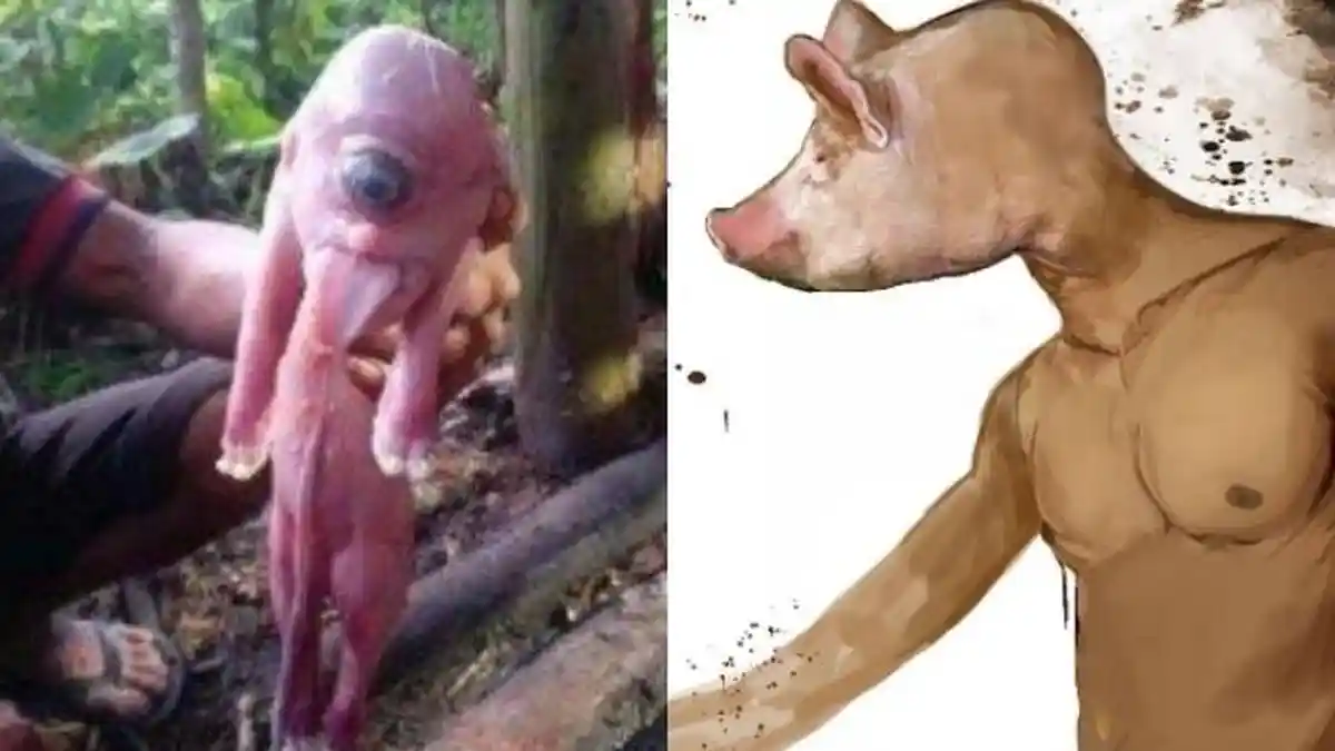 Viral Babi Mata Satu dan Telinga Mirip Manusia, Pemiliknya Takut Siluman, Ini Ceritanya