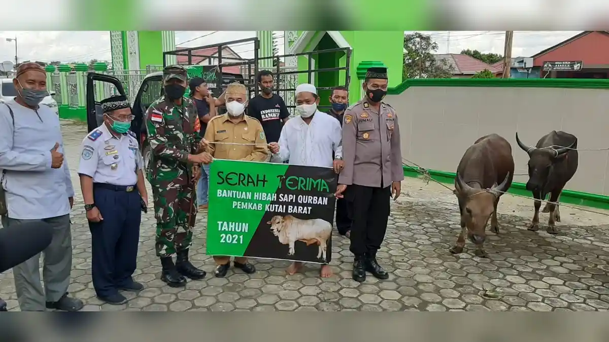 Pemkab Kubar Salurkan 50 Ekor Sapi Kurban untuk Hari Raya Idul Adha