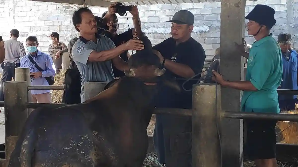 Sejumlah 79 Ribu Sapi di Gunungkidul Diajukan Terima Vaksin Cegah PMK