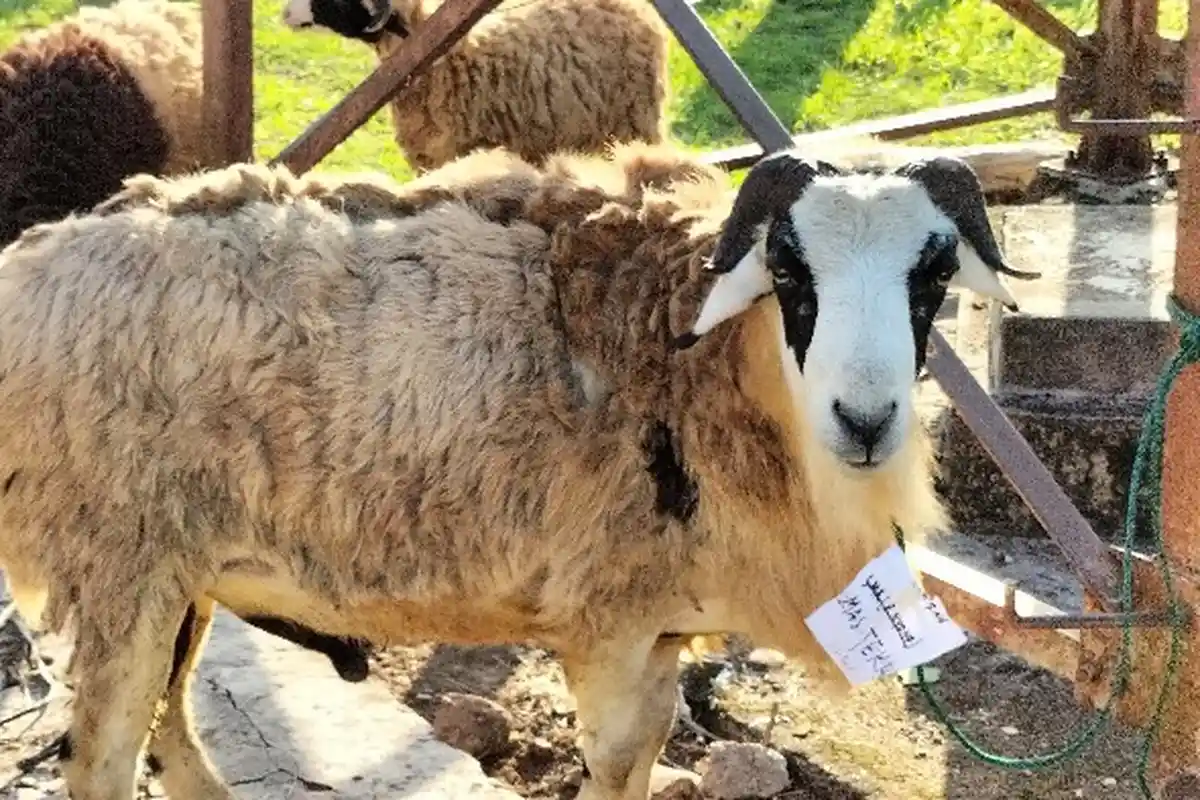 Bacaan Doa Menyembelih Hewan Kurban Idul Adha 2023, Sesuai Syariat untuk Diri Sendiri dan Orang Lain