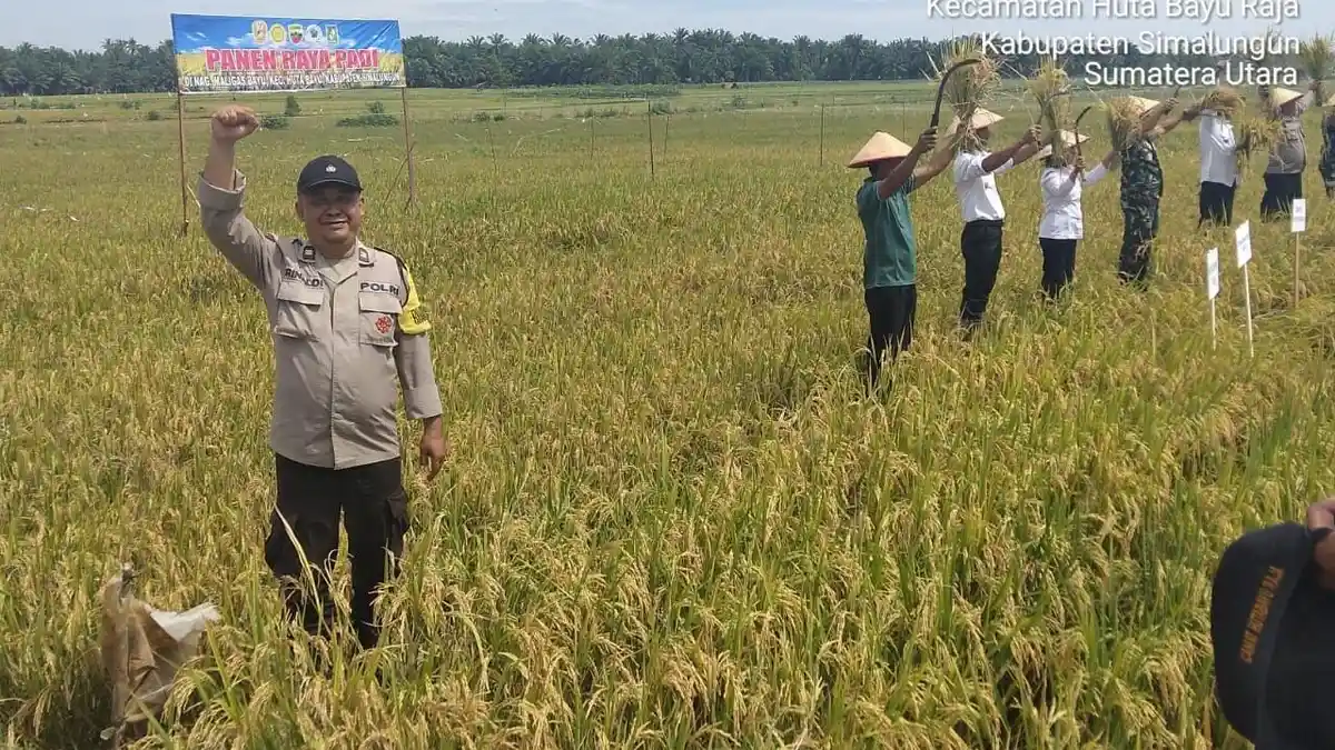 Wujudkan Swasembada Pangan Presiden Prabowo, TNI-Polri Sinergi Gelar Panen Raya Padi di Simalungun