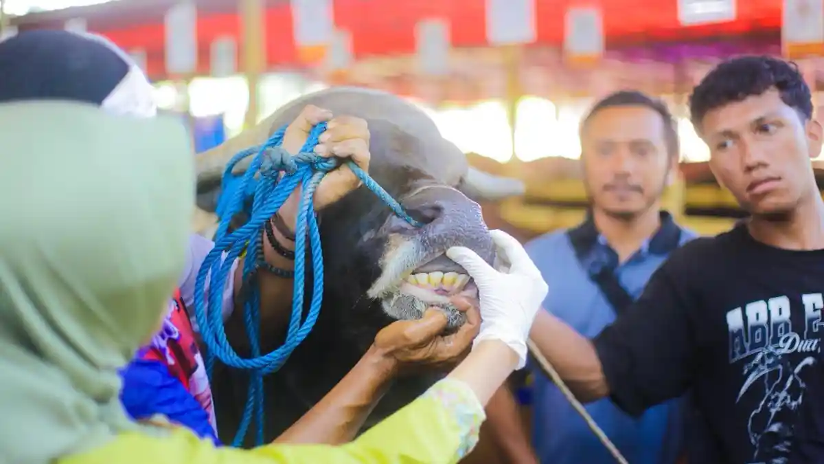 Pemkot Bogor Periksa Kesehatan Hewan Kurban di Bubulak, Pastikan Stok Aman dan Sehat