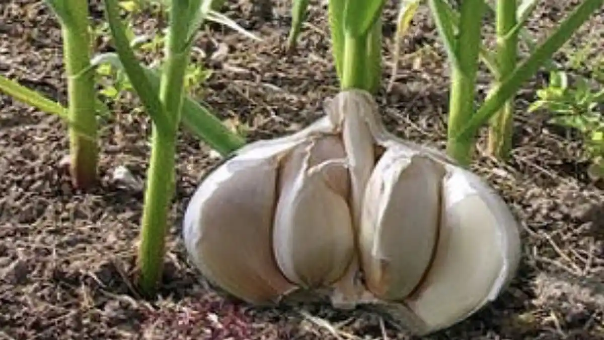 Cara Menanam Bawang Putih di Rumah, Cocok Buat Persediaan Bumbu Dapur dan Obat Alami