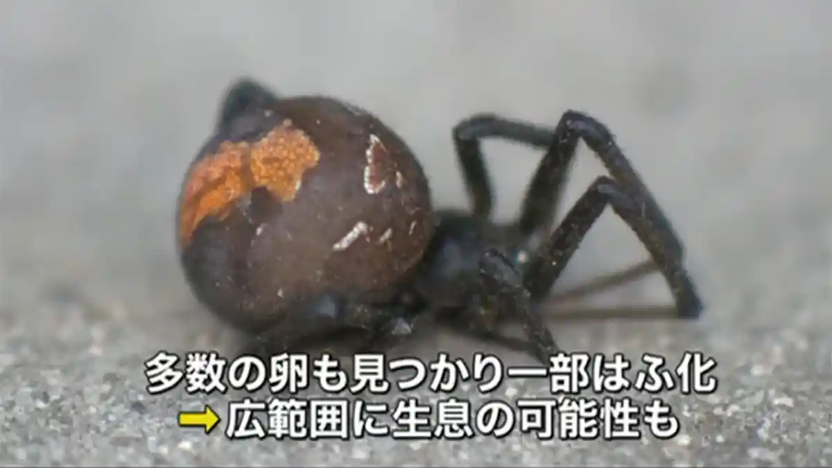Laba-Laba Beracun Hantui Selokan Kota Tokyo