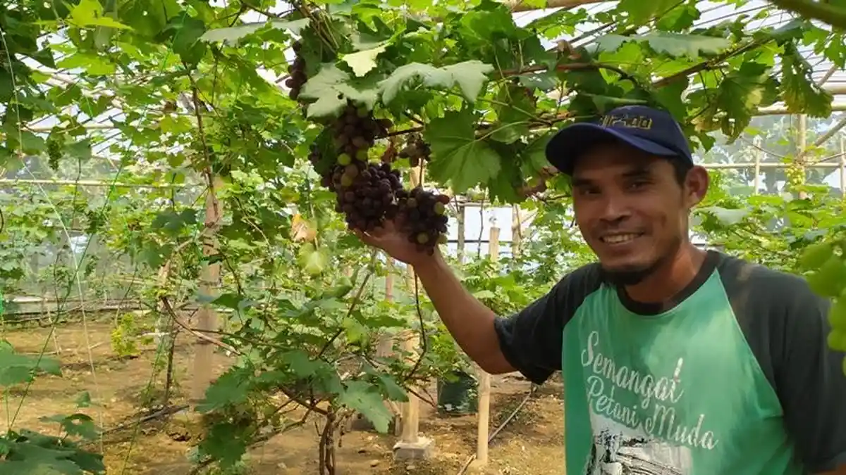 Petani Milenial di Kedawung Sragen Budidaya Anggur, Sekali Panen 200 Kilogram dari 120 Tanaman