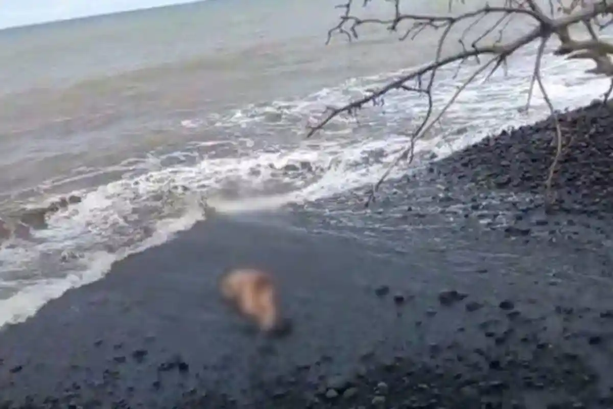 Wanita Hamil 9 Bulan Ditemukan Tewas di Pantai, Dirudapaksa Baru Dibunuh