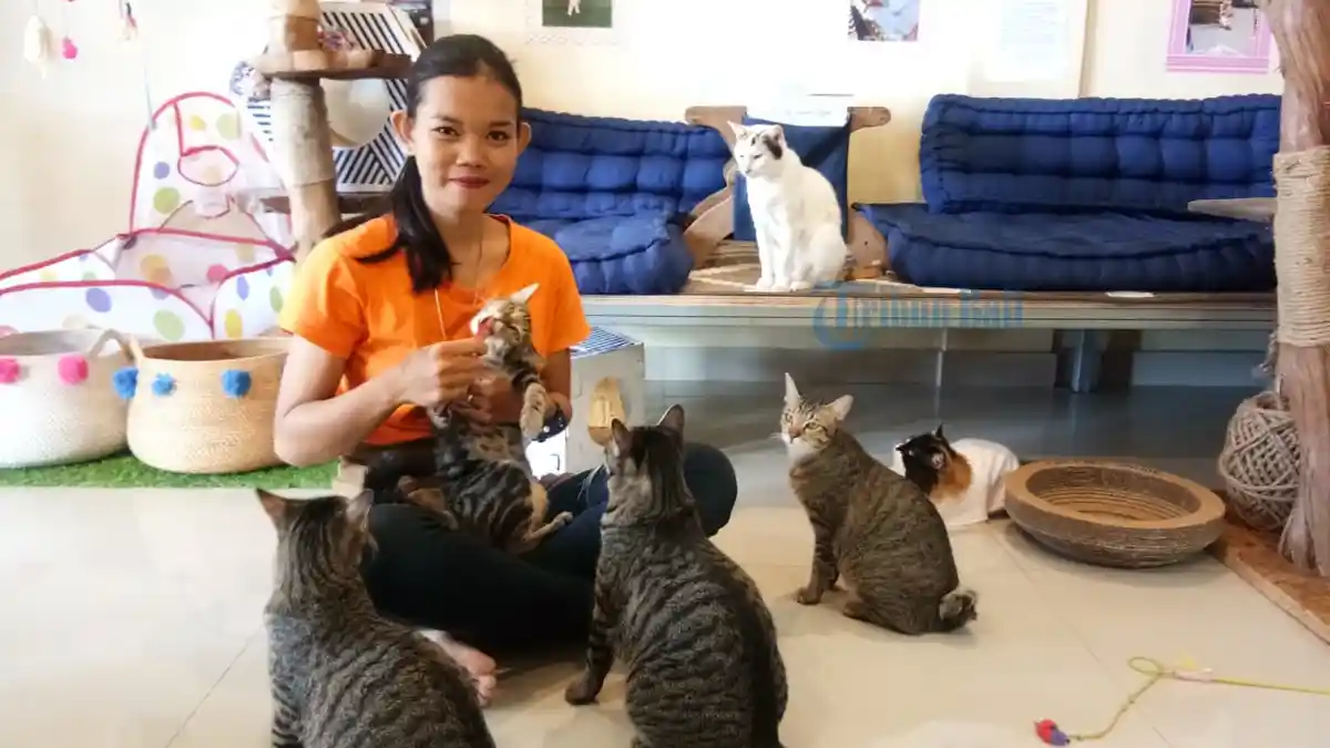 Berkunjung ke Cat Cafe Sanur, Cafe Unik yang Ajak Pengunjung Berinteraksi dengan 16 Kucing