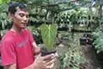 Septian Permana Penjual Tanaman Anthurium Kuping Gajah