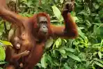 orangutan-kalimantan_20150423_174940.jpg