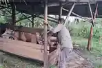 Pemeriksaan-ternak-di-Kelurahan-Balandai-Kecamatan-Bara-Kota-Palopo.jpg