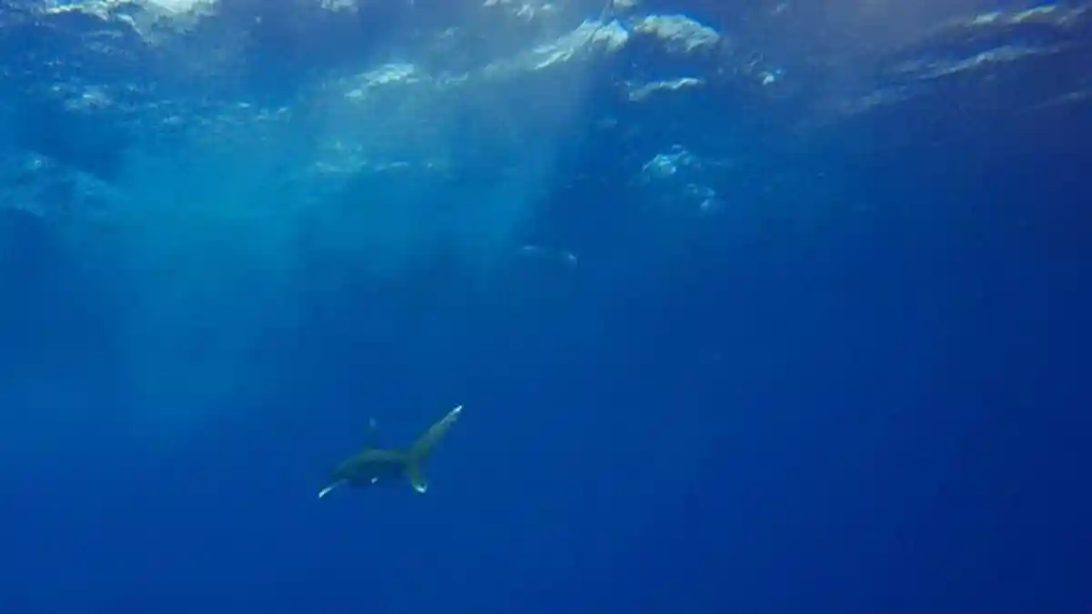 Penyelam Muda Ukraina Kehilangan Tangan Digigit Hiu, Mesir Tutup Pantai Sharm El-Sheikh