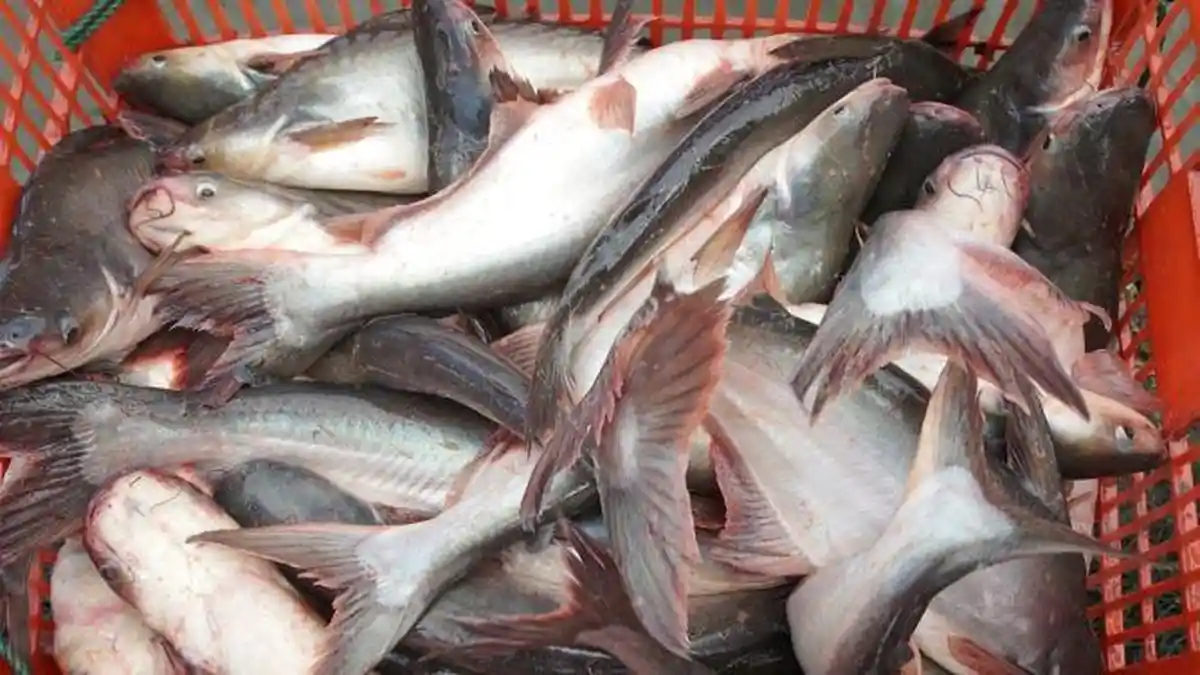 KKP Bagikan Paket Ikan Segar Hasil Budidaya di Momen Lebaran