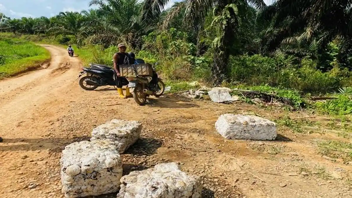 Harga Karet di PALI Bertahan Rp 10 Ribu per Kg, Petani Kian Terjepit Imbas Hasil Produksi Merosot