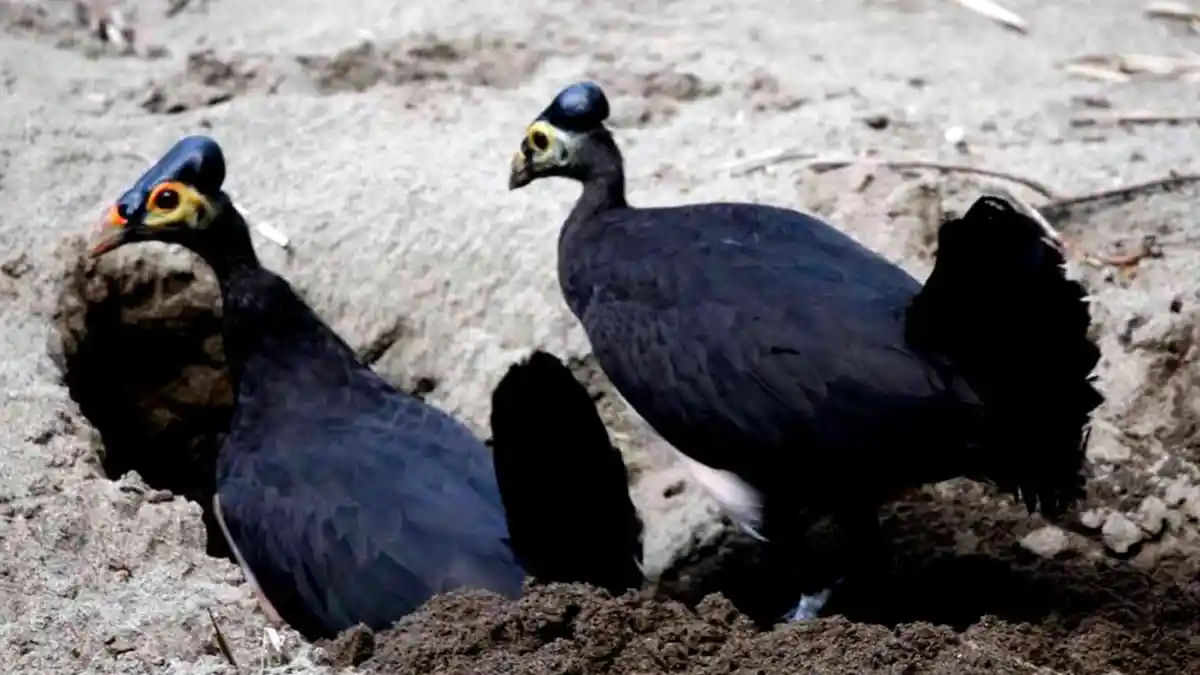 Pemerhati Harap Burung Maleo Tidak Hanya Dijadikan Ikon