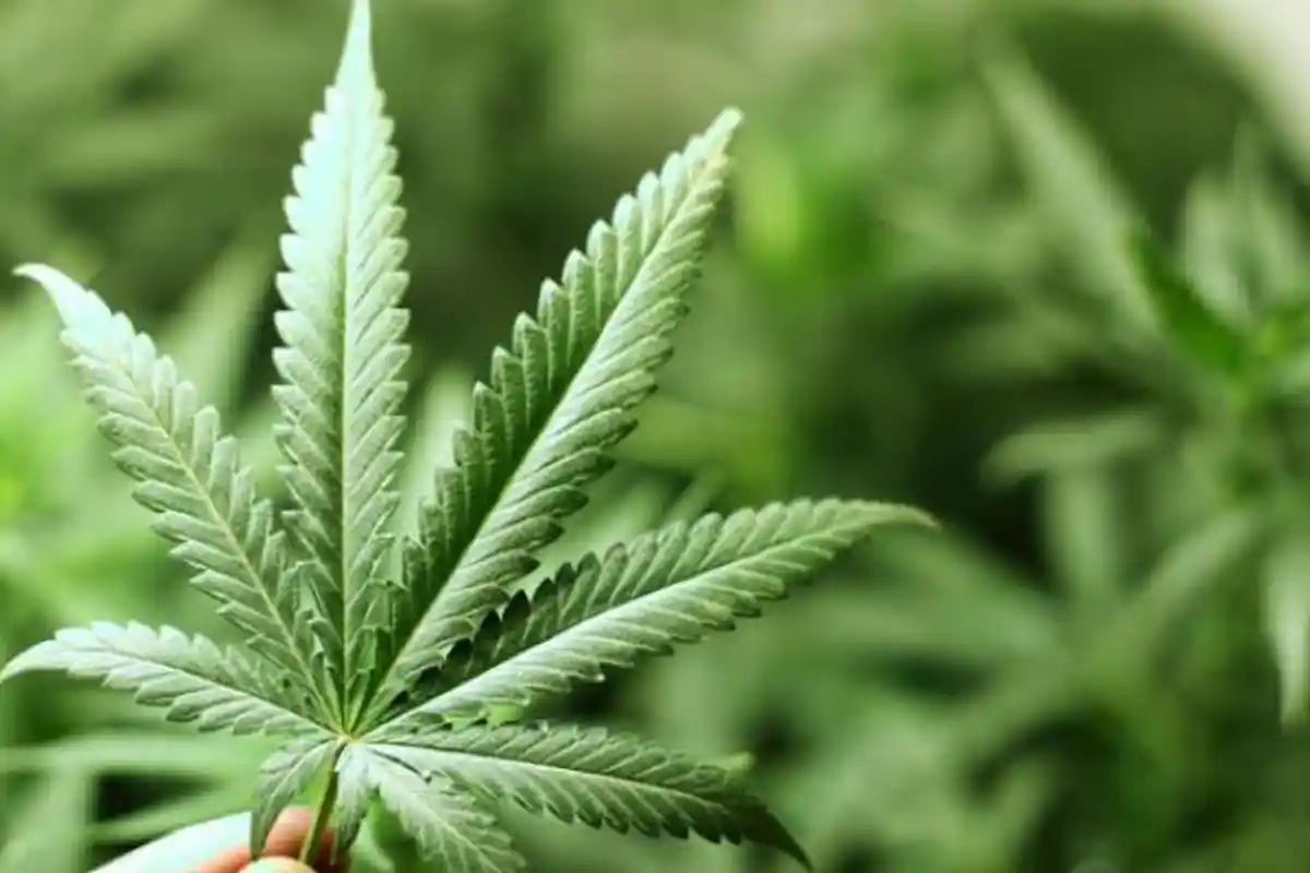 Undang-undang Boleh Pakai Ganja Disahkan Anggota Dewan, Tidak Ada yang Menentang