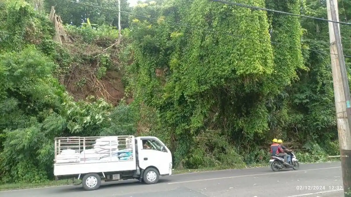 Pohon Roboh di Dekat Jalan Utama Kota Bitung Sulut, Pengguna Jalan Harus Waspada