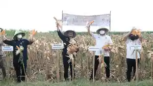 syahrul-yasin-limpo-panen-raya-jagung-hibrida-di-desa-katangka.jpg