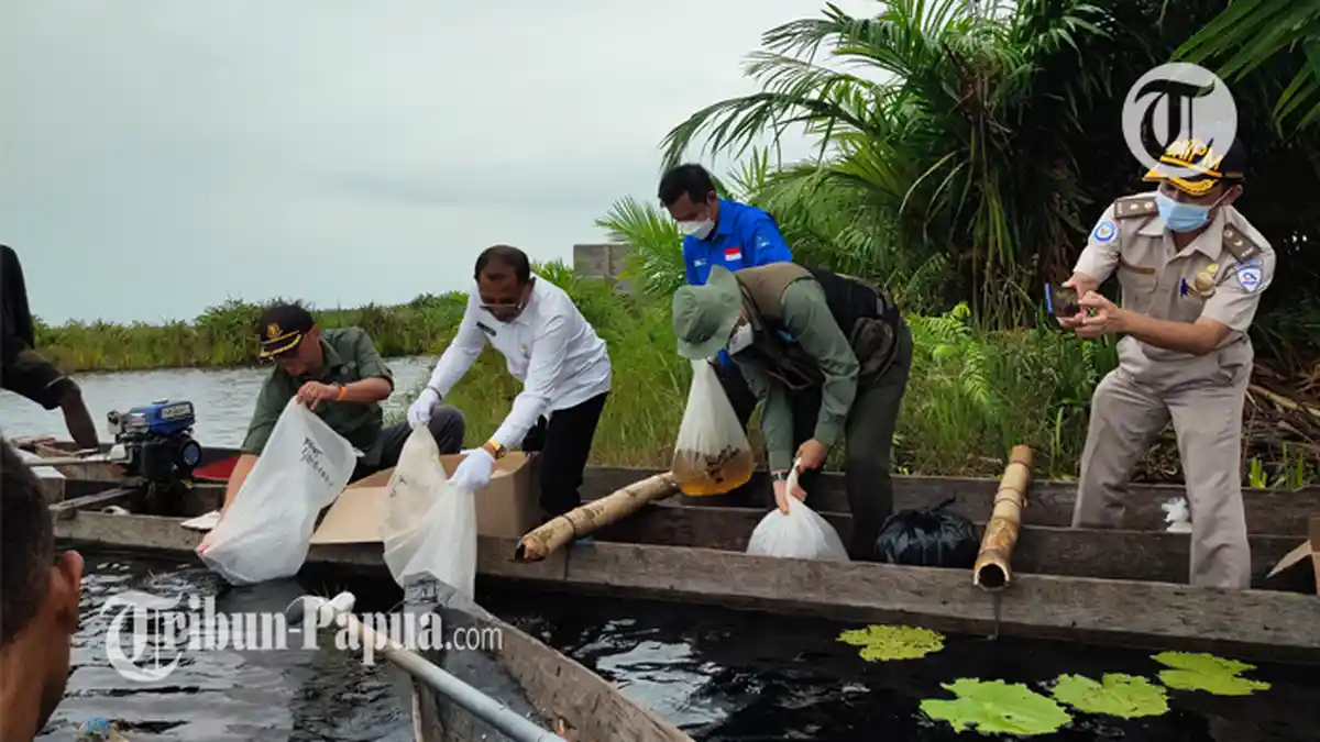BBKSDA Papua Lepasliarkan 320 Satwa Saat Puncak Peringatan Hari Lahan Basah