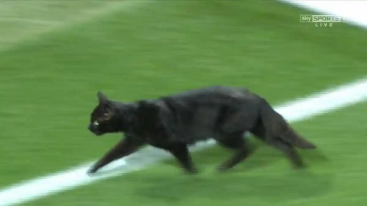 Kucing Hitam di Stadion Anfield Dianggap Pembawa Sial