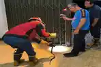 Ular Cobra Berbisa Masuk Rumah Warga di Sanggau, Damkar Bergerak Tengah Malam