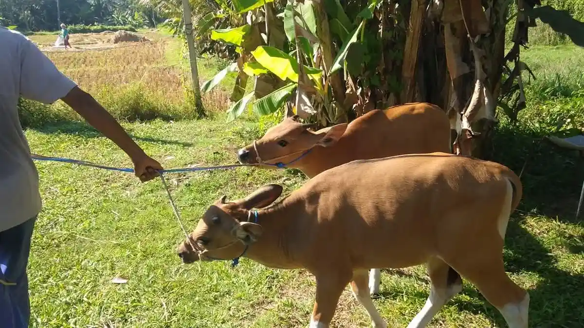 SISTEM “Tarung Bebas” Dinilai Untungkan Pemodal Besar, Distanak Gianyar Ajak Jaga Kualitas Sapi