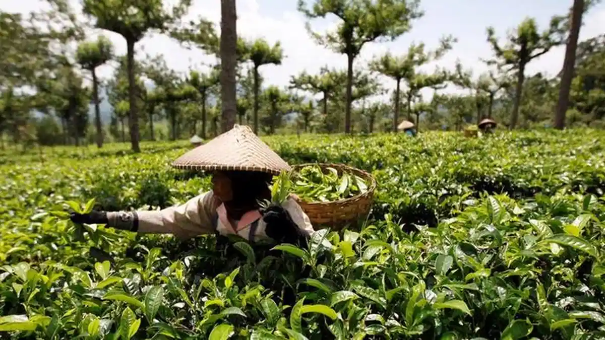 Pabrik Teh Pertama Milik Petani Diresmikan