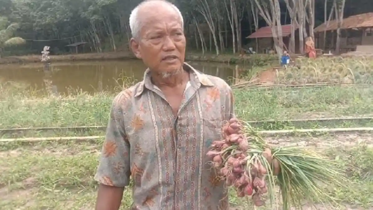 Petani Bawang Merah di Kabupaten OKU Menjerit