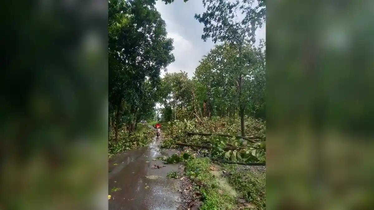 Seorang Pria Meninggal Tertimpa Pohon Tumbang di Kuningan
