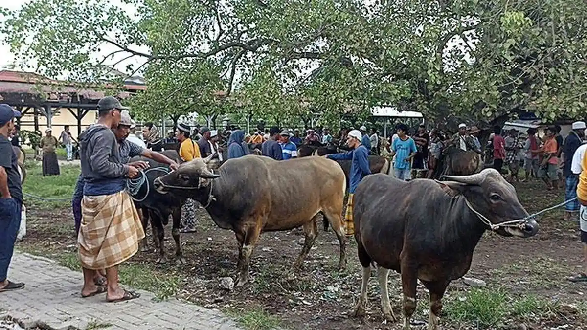 Penjualan Sapi Bima untuk Kurban 2023 Tembus Rp 750 Miliar