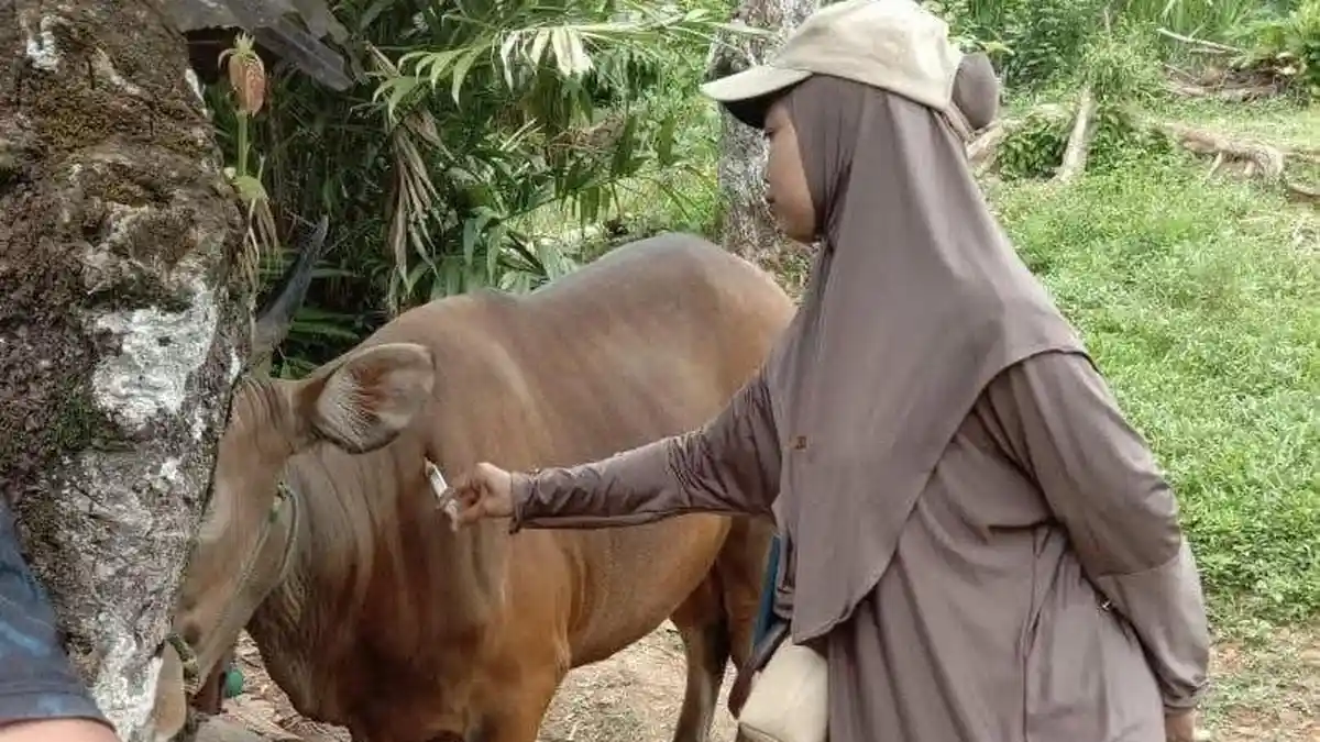 986 Ekor Sapi Kurban Asal Sinjai Dikirim ke Kalimantan, Harga Mulai Rp13 Juta