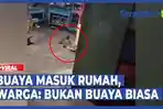 VIDEO - Viral Buaya Masuk Rumah, Warga Sebut Bukan Buaya Biasa, Sebelumnya Cucu Penghuni Rumah Mimpi
