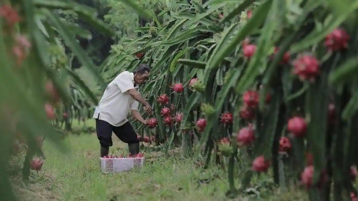 7 Manfaat Buah Naga untuk Kesehatan, Bantu Jaga Imunitas hingga Melancarkan Pencernaan - Tribunnews.com