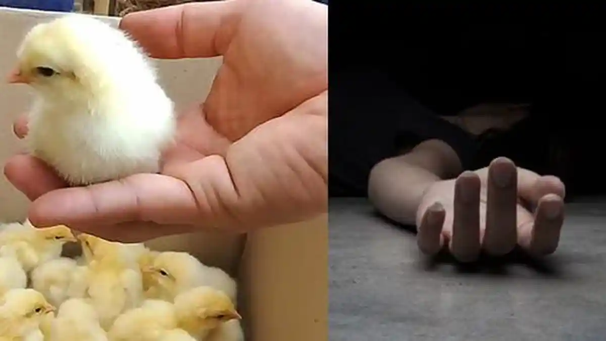 VIRAL Pasien Meninggal Usai Telan Anak Ayam Masih Hidup di Tenggorokan, Dokter Syok: Baru Pertama