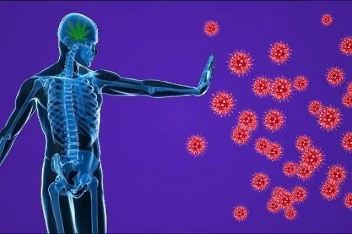 Daftar Makanan Kaya Vitamin E yang Mampu Tingkatkan Imun untuk Lawan Virus Corona