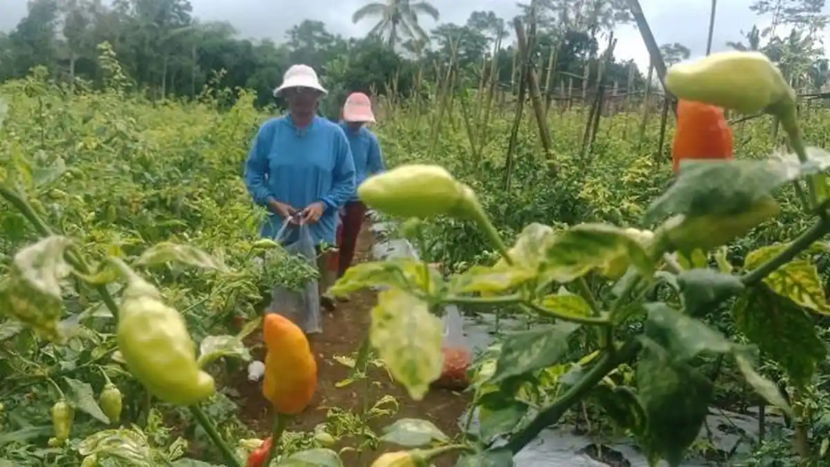 Harga Cabai Kerap Memicu Inflasi, Pemkab Bangli Buat Program Pengembangan Kawasan Cabai