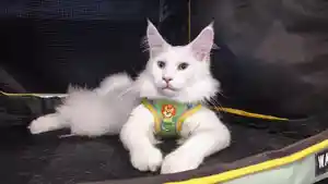 Keseruan-kegiatan-Cat-Lover-Gathering-Manado-Senin-2712025-5.jpg