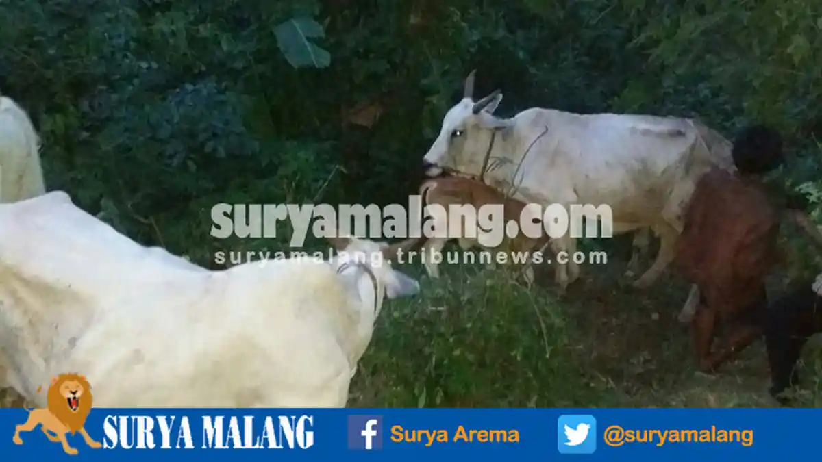Ini Keuntungan Beli Sapi di Rumah Potong Hewan (RPH) Surabaya