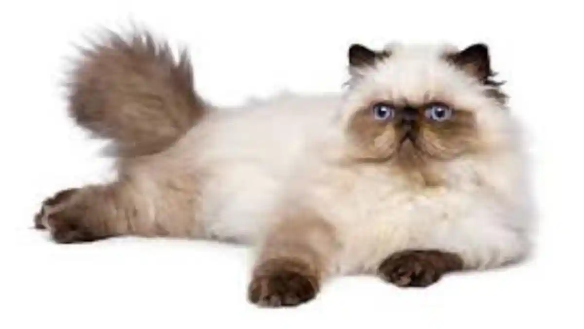 Cat Lovers, Ayo Kenali Lebih Jauh Jenis Kucing Himalayan Sebelum Anda Putuskan Memeliharanya