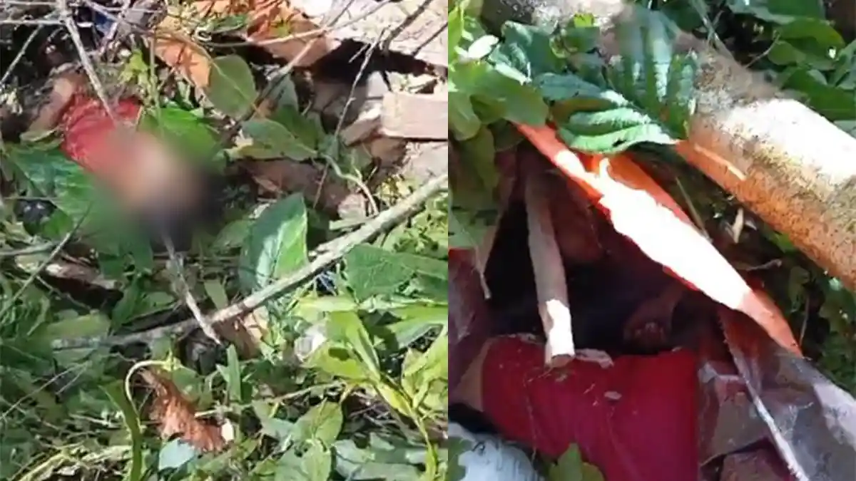 BREAKING NEWS: 6 Tukang Sensor Gorontalo Tewas Tertimpa Pohon di Hutan Pohuwato