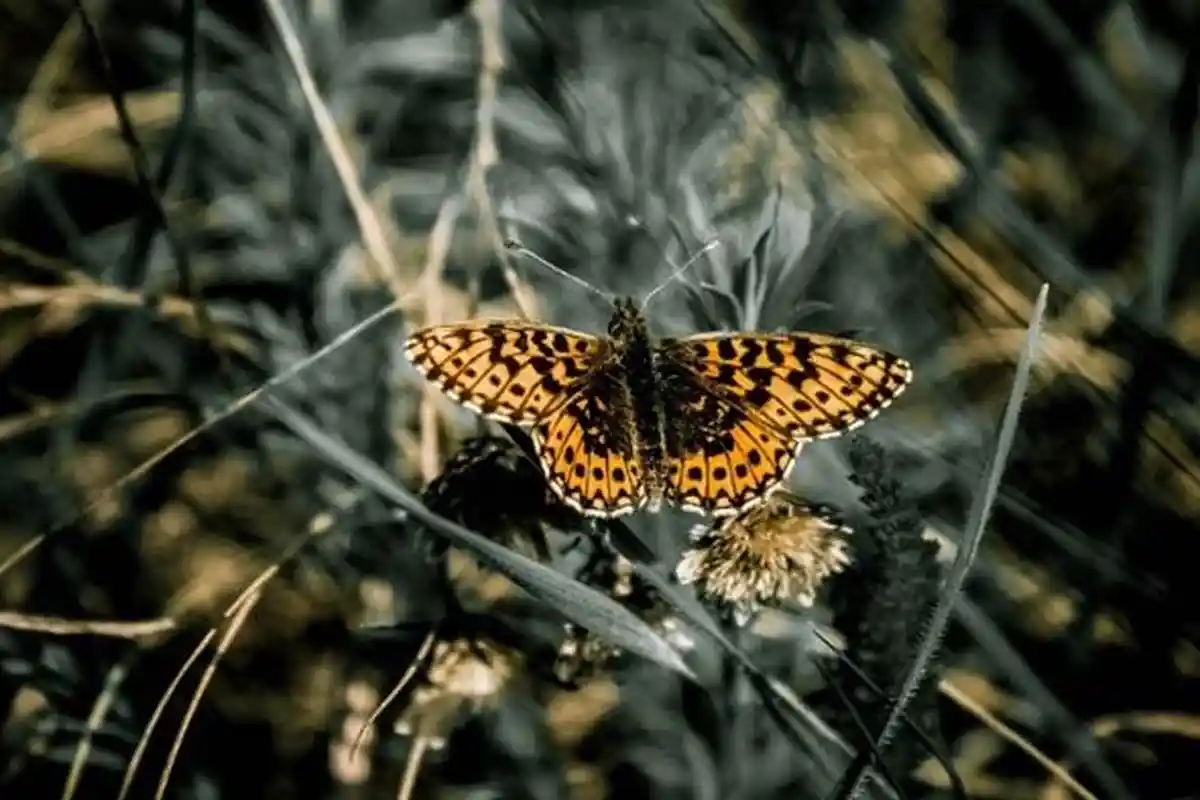 Kumpulan Soal PTS Bahasa Inggris Kelas 9 SMP/MTs Semester 2 Kurikulum 2013, Dilengkapi Kunci Jawaban