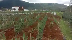 kebun-kentang-warga-sumberejo-Kecamatan-Batur-Banjarnegara.jpg