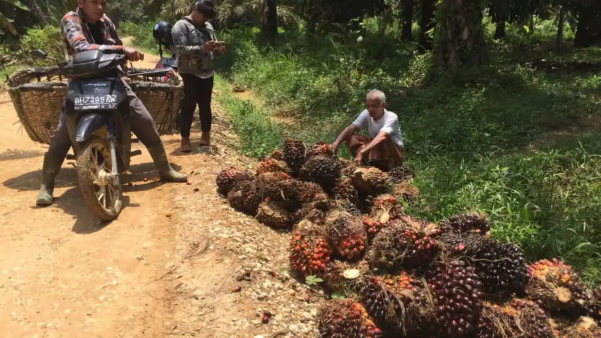 Alami Trek, Harga Buah Sawit di Kabupaten Tebo Naik
