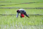 Petani Melakukan Pemupukan Padi Dengan Pupuk Urea dan NPK