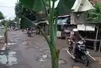 Marak Aksi Tanam Pohon Pisang di Jalan Rusak, Pemkab Tulungagung Minta Warga Sabar