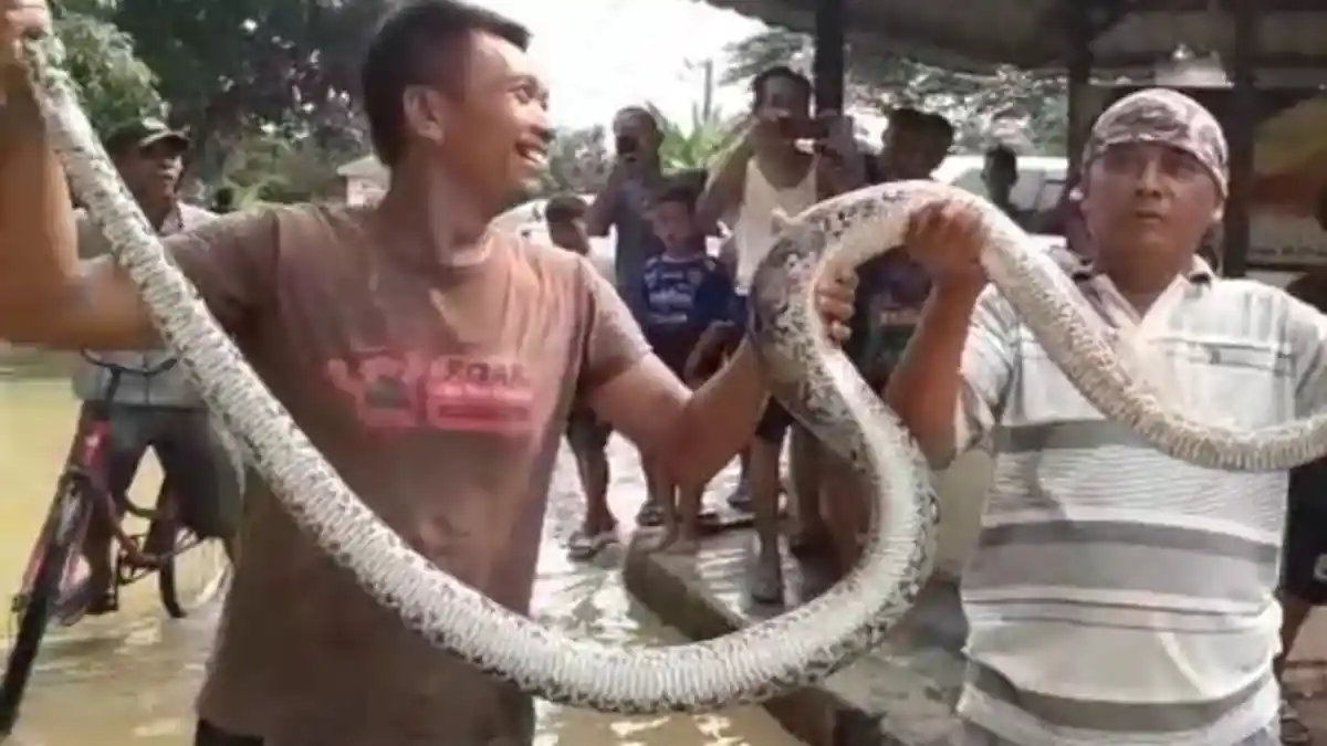 VIDEO  14 Ular Sanca Sepanjang 4 Meter Lepas saat Banjir, BNPB: 6 Ditemukan, 8 Masih Dicari
