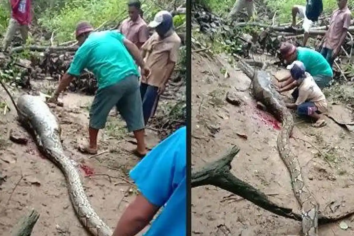 Video Detik-detik Warga Belah Perut Ular Piton Sepanjang 8 Meter Seusai Telan Sapi, Penggal Kepala