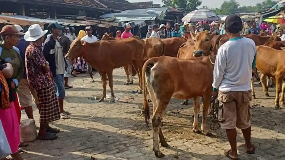 Warga Sampang Sedih Pasar Sapi Dipindah, Mengaku Rugi Lokasi Baru Bakal ...