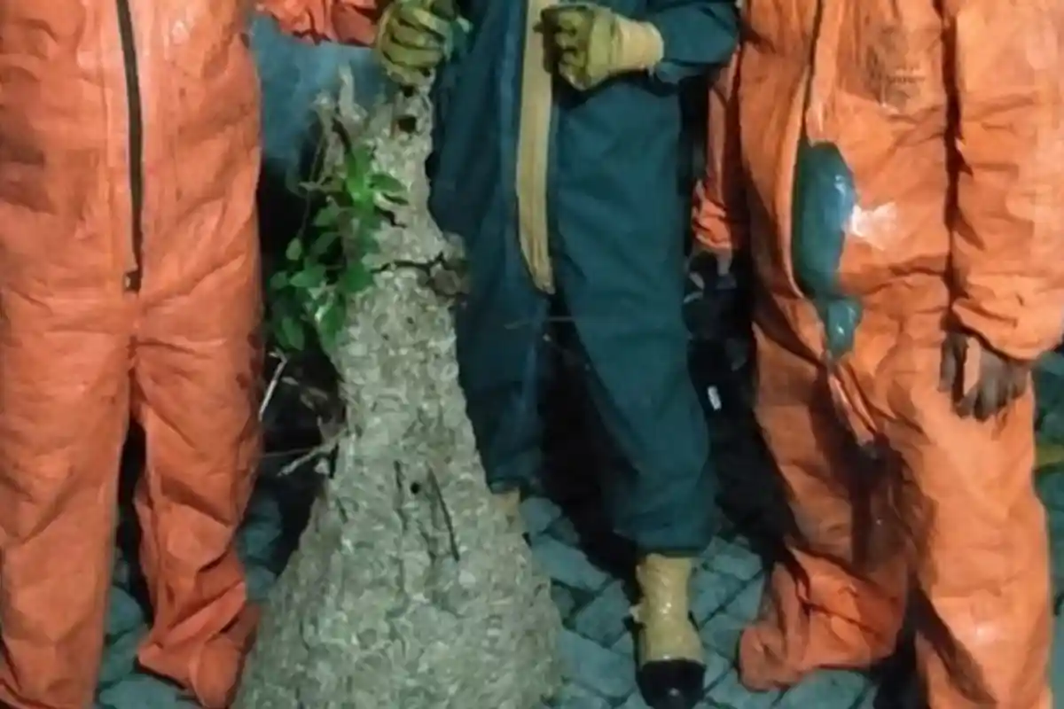 Dua Sarang Tawon Mematikan Dievakuasi di Jakarta Barat, Begini Cara Kerja Petugas